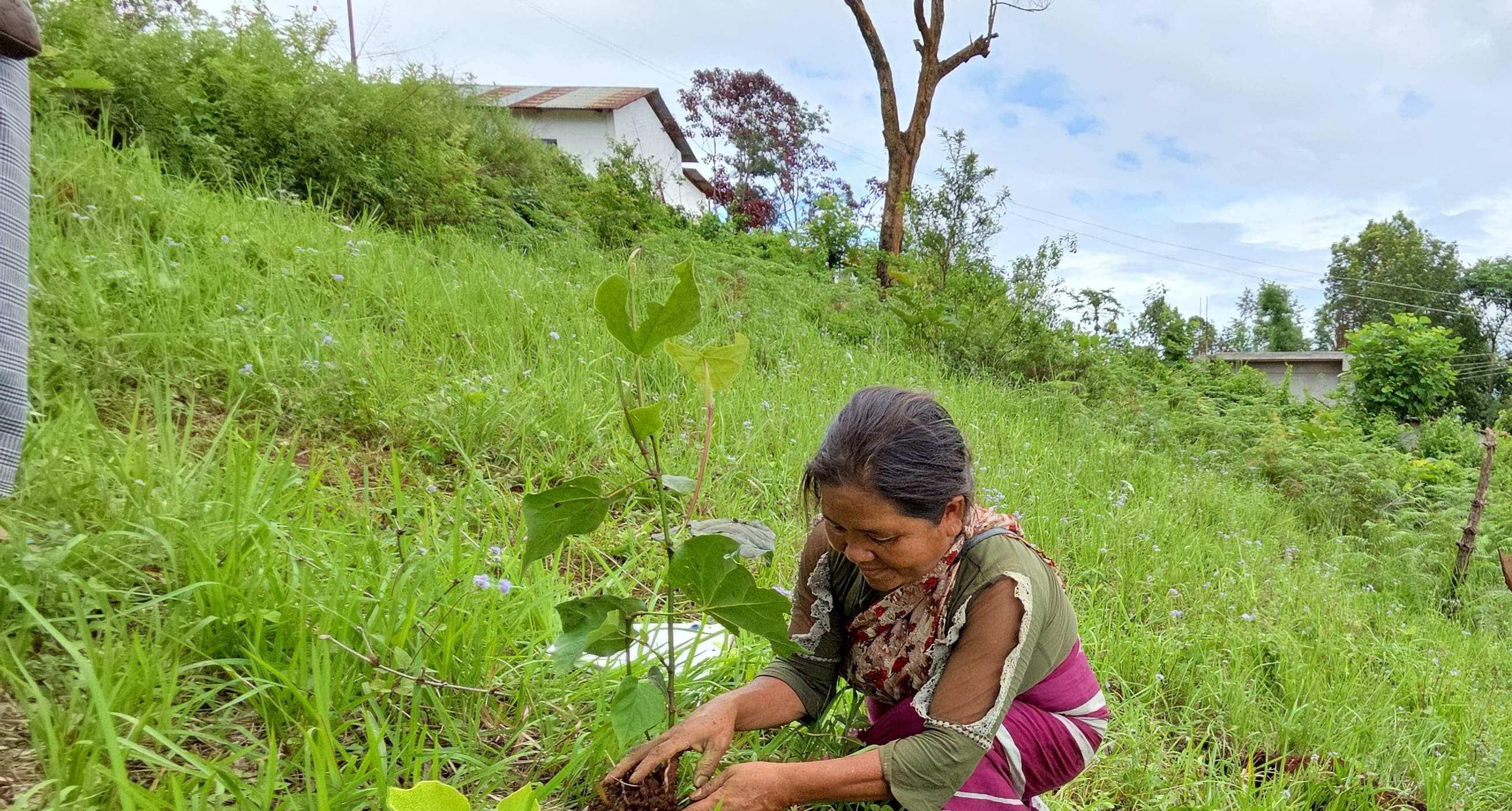 Sapling Plantation under SGP